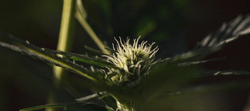 The Importance Of Pistils To Cannabis Growers The Importance Of Pistils To Cannabis Growers