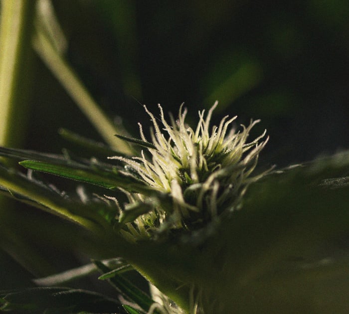 The Importance Of Pistils To Cannabis Growers The Importance Of Pistils To Cannabis Growers