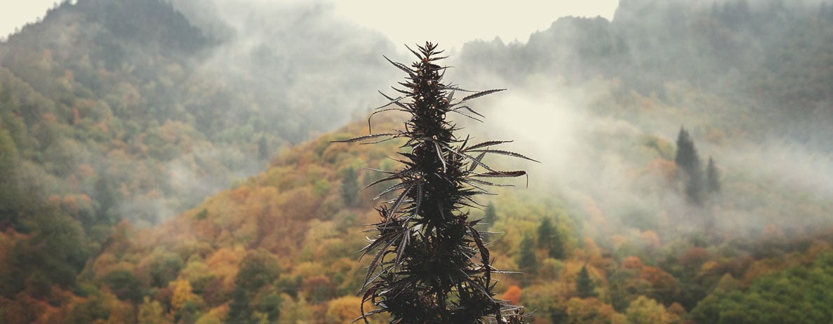 Was ist Landrassen-Cannabis?