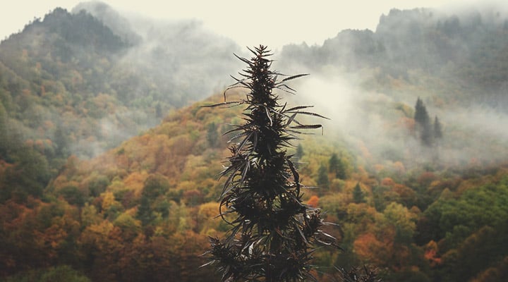Was ist Landrassen-Cannabis?