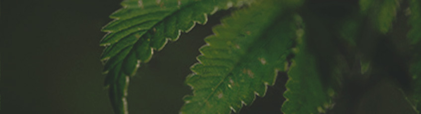 CANNABIS AILMENTS CANNABIS AILMENTS