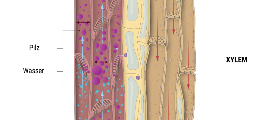 Xylem