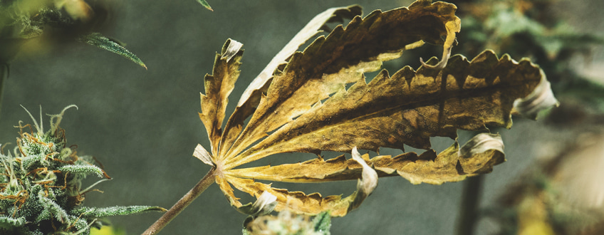 Yellow Leaves Yellow Leaves