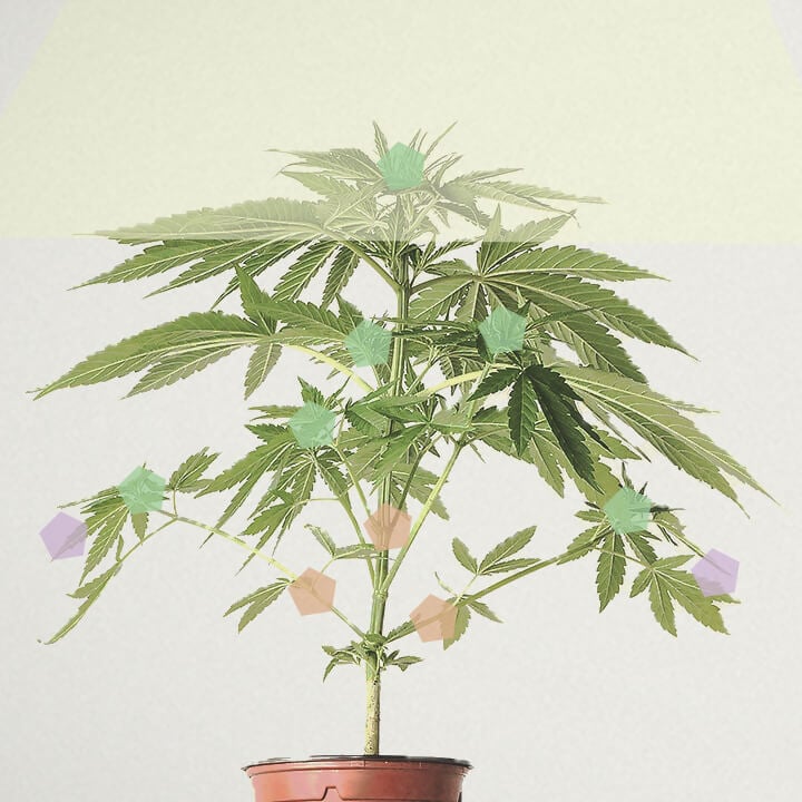 Was ist der Cannabisertrag pro Pflanze? Was ist der Cannabisertrag pro Pflanze?