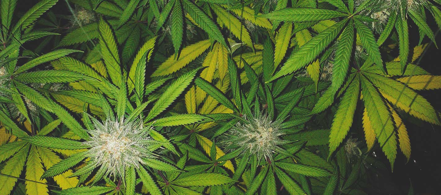 Die besten Methoden, um drinnen und draußen große Cannabisblüten zu stützen Die besten Methoden, um drinnen und draußen große Cannabisblüten zu stützen