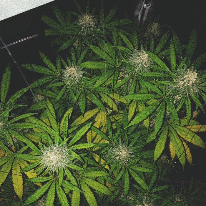 Die besten Methoden, um drinnen und draußen große Cannabisblüten zu stützen Die besten Methoden, um drinnen und draußen große Cannabisblüten zu stützen