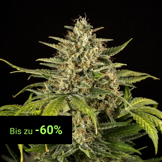 Autoflowering Seeds