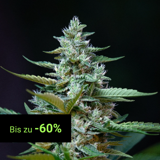 CBD Seeds