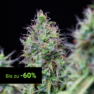 Regular Seeds