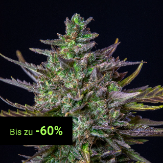 USA Premium Seeds