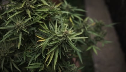 Die Cannabis-Anbauanleitung