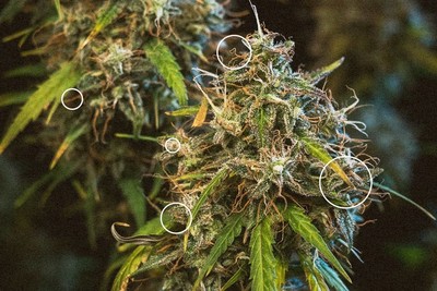 Zwei Ernten Aus Einem Grow Royal Queen Seeds