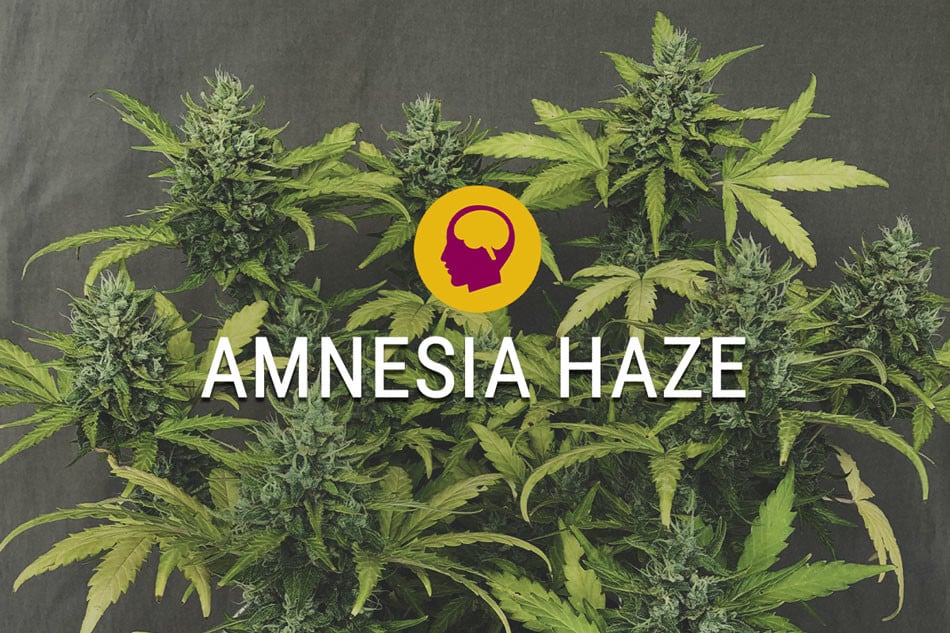 Amnesia Haze Feminisiert