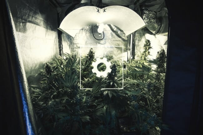 Wie man seinen Cannabisanbau automatisieren kann