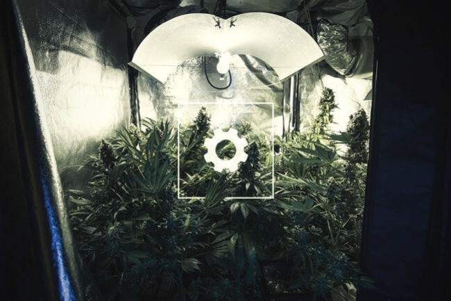 Wie man seinen Cannabisanbau automatisieren kann