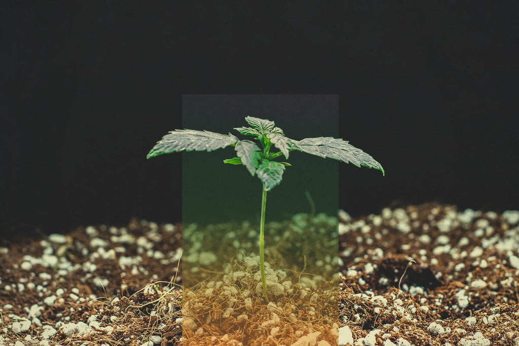 Cannabissamen keimen lassen – Anleitung zur Fehlerbehebung