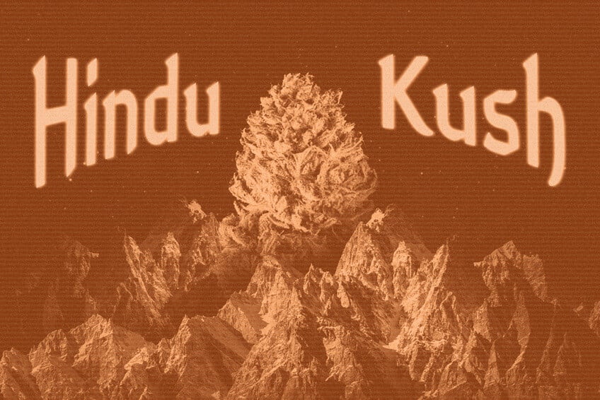 Ursprung und Erbe von Hindu Kush: Ein echter Cannabis-Titan