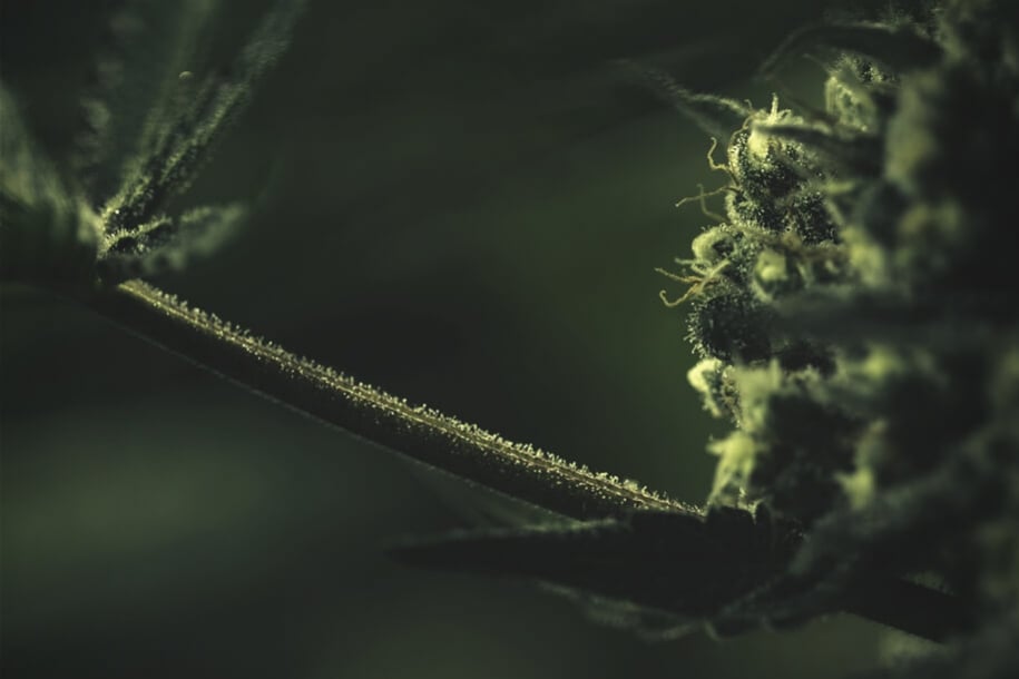 Welche Rolle Zucker beim Anbau von Cannabis spielt