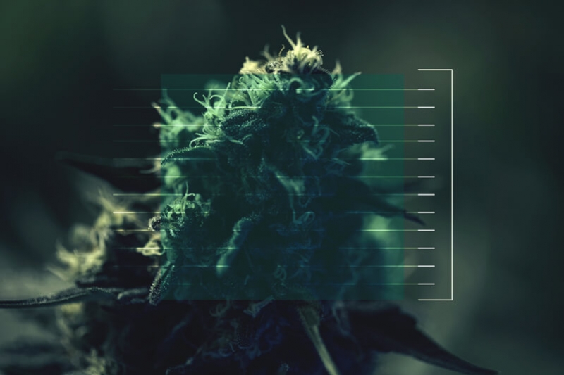 Wie man Cannabis in seinen verschiedenen Formen dosiert