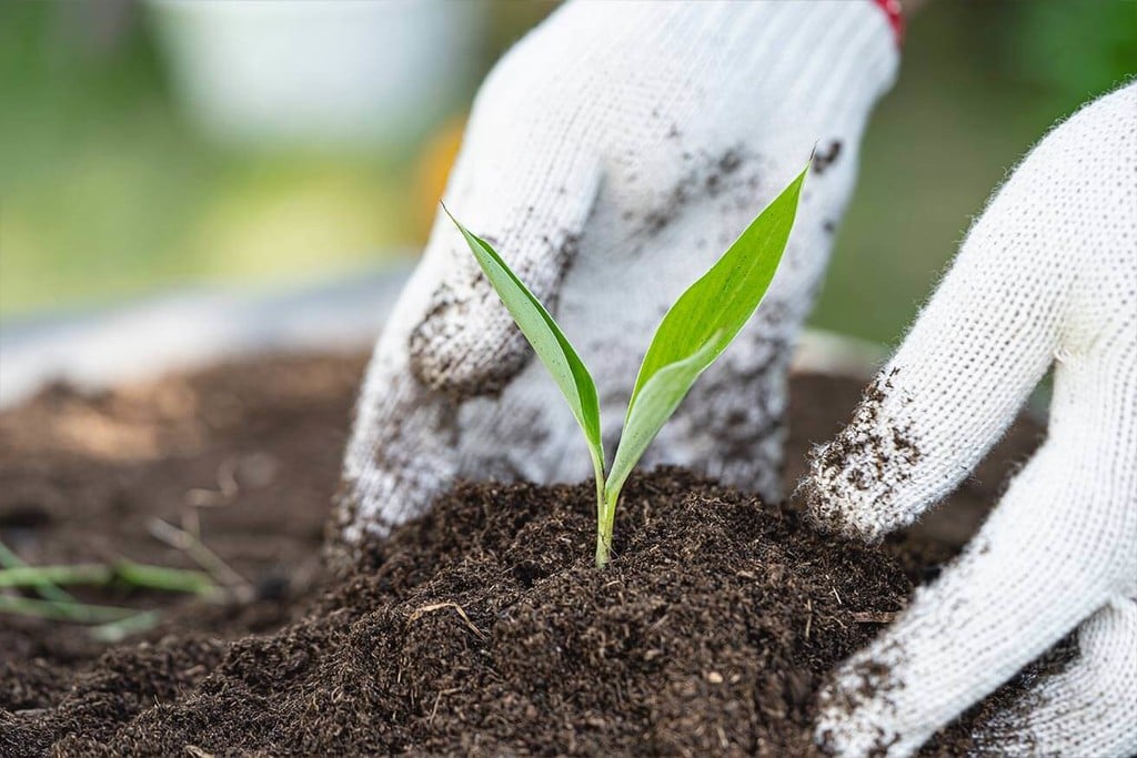 Recycelter lebendiger Bio-Boden (Recycled Organic Living Soil/ROLS) für fantastisches Cannabis