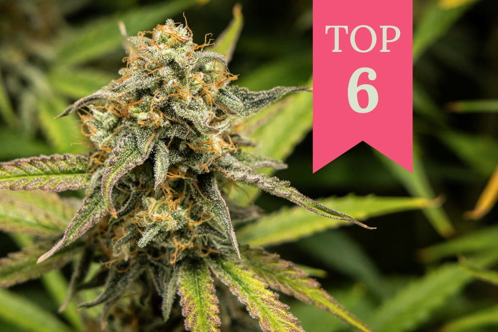 Hier sind 6 der besten Cannabissorten, um die Langeweile zu vertreiben