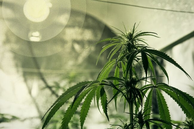 Die beste Cannabis-Grow-Lampe für Anfänger