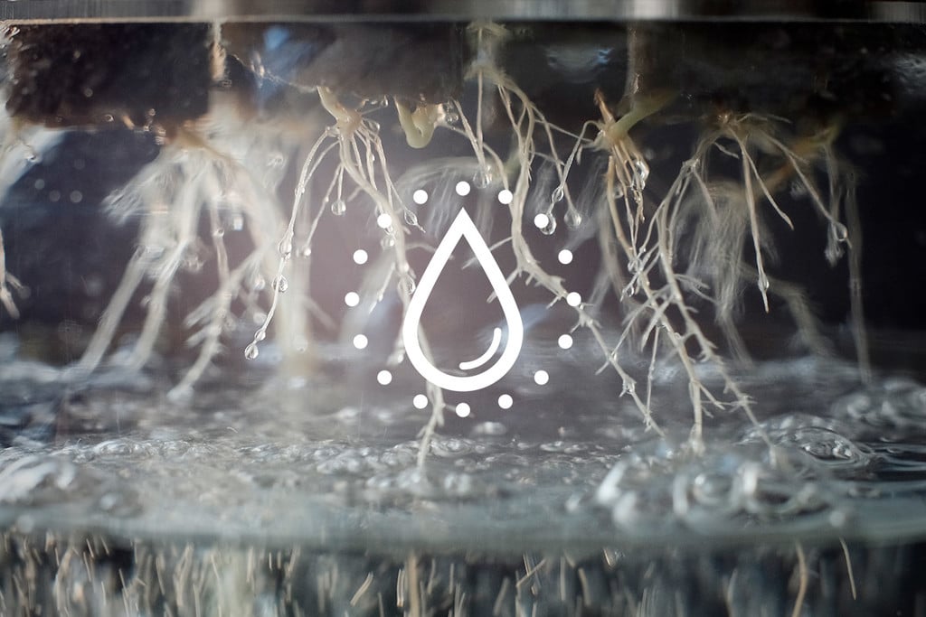 Wie Du das Wasser aus Deiner Hydrokultur reinigst und wiederverwendest