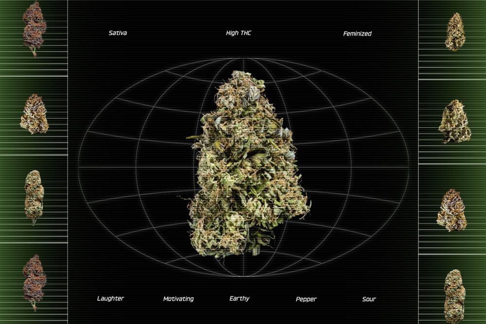 Welche Cannabissorte sollte ich rauchen? RQS Blog