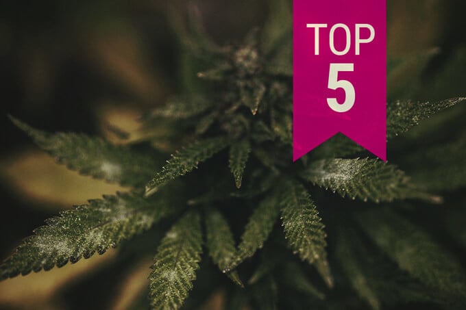 Die Top 5 der besten schimmelresistenten Cannabissorten