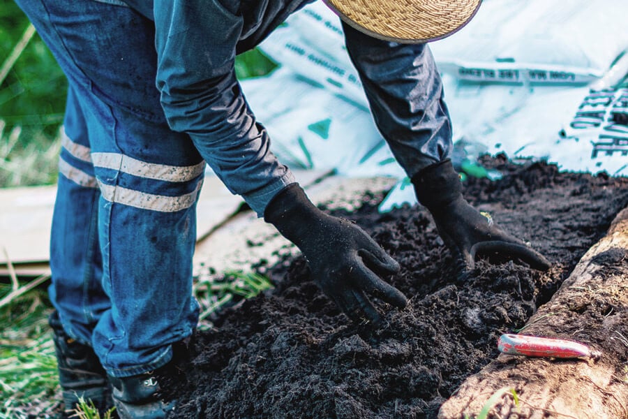 Alles über Direktsaat und No-Dig für den Cannabisanbau