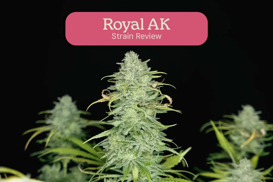 Royal AK Sortenrezension