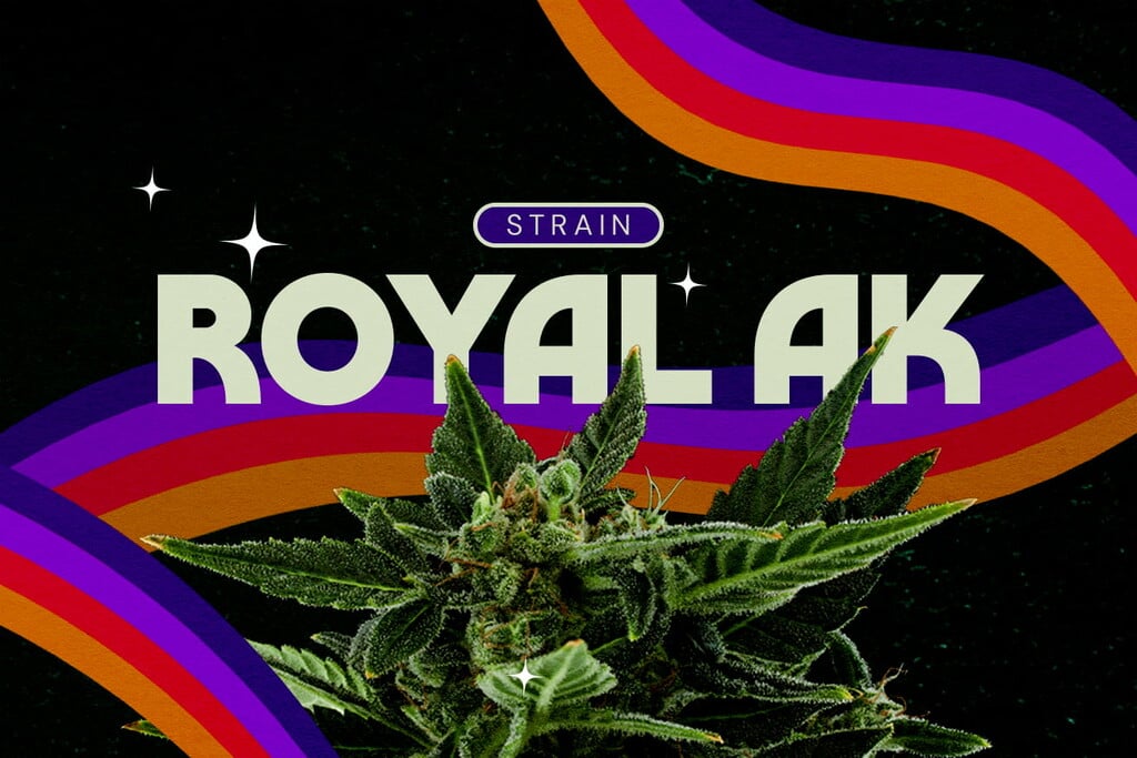 Royal AK Sortenrezension