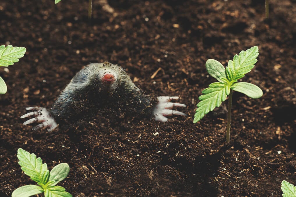 Wie man mit Erdhörnchen und Maulwürfen im Cannabisgarten umgeht