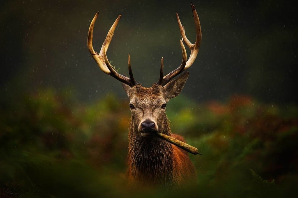 Nicht mögen pflanzen die rehe Schneckenresistente Blumen