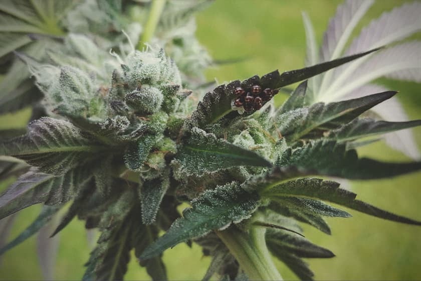 Baumwanze auf Cannabispflanzen entdeckt, eliminiert und verhindert