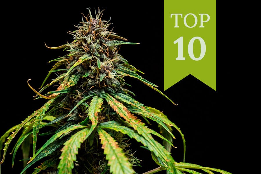 Top 10 der leckersten Cannabissorten