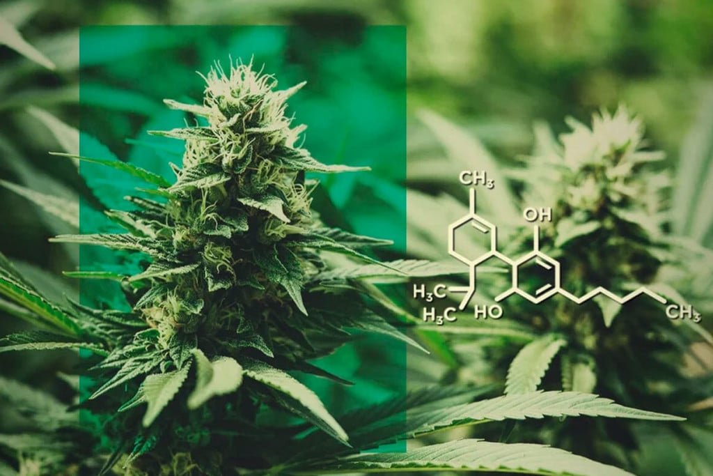 CBD-Blüten: Dosiere CBD ohne THC