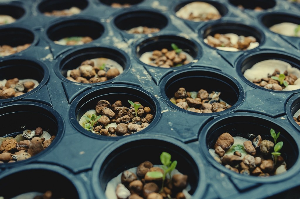 Wie man Honig beim Cannabisanbau einsetzt - RQS Blog