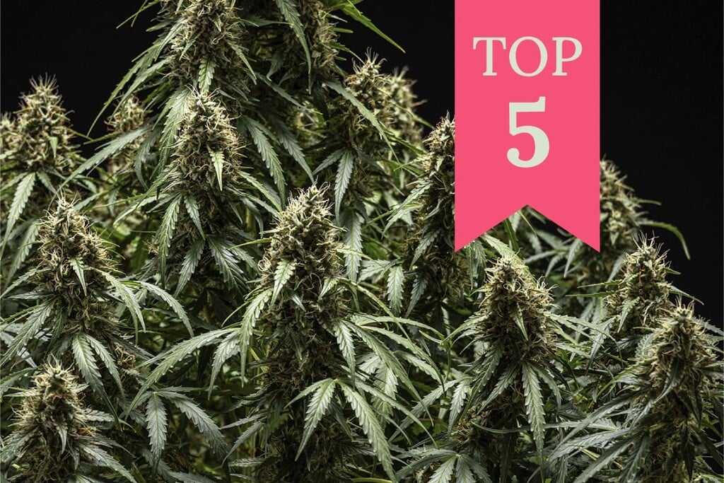 Die 5 besten Cannabissorten für Konzentration und Kreativität