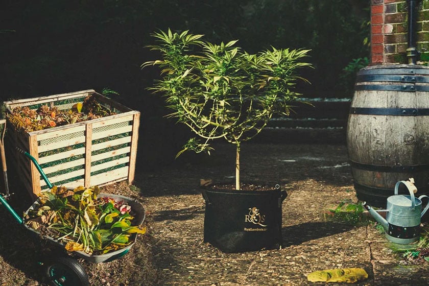 Cannabis Anbauen  Weedness Prima Klima Controller für EC Blue