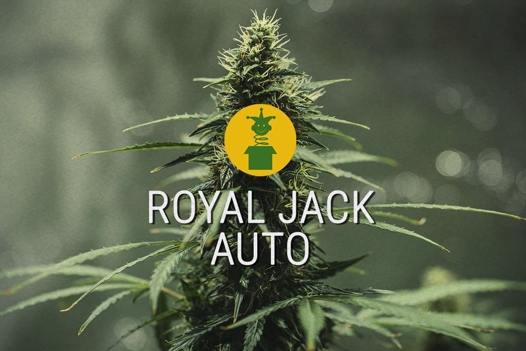 Royal Jack Automatic: legendäre Sativa als Autoflower