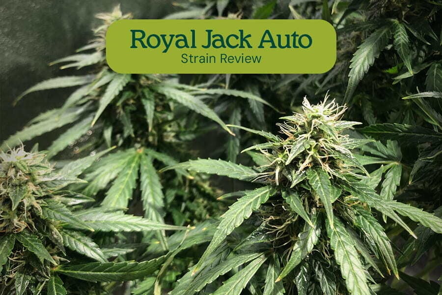 Royal Jack Automatic: legendäre Sativa als Autoflower