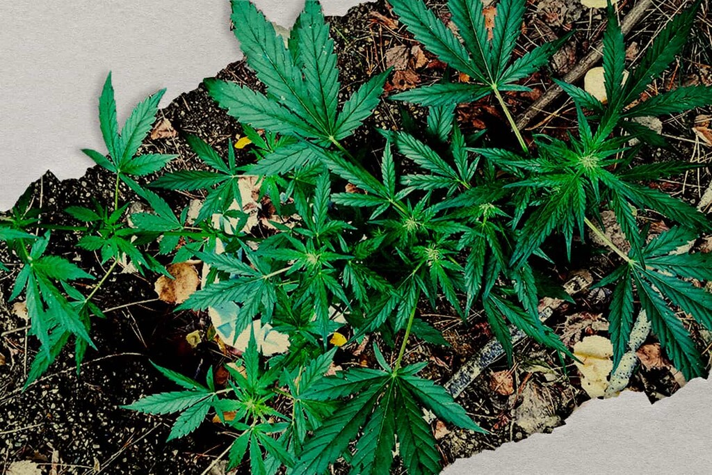 Guerrilla-Cannabisanbau: So baust du heimlich im Freien an