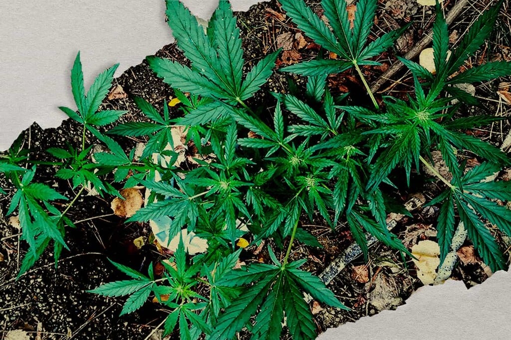 Guerrilla-Cannabisanbau: So baust du heimlich im Freien an