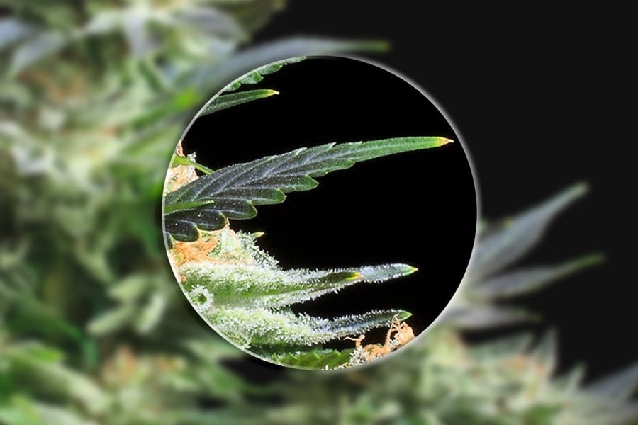 Mit Mikroskopen kannst Du Dir Cannabispflanzen genauer ansehen