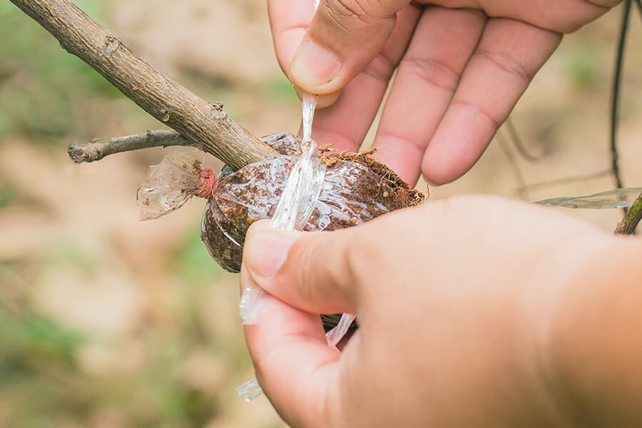 Wie man Cannabis in 7 einfachen Schritten abmoost