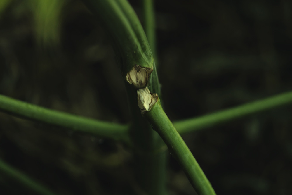 Wie man gebrochene und gebogene Stiele von Cannabispflanzen repariert