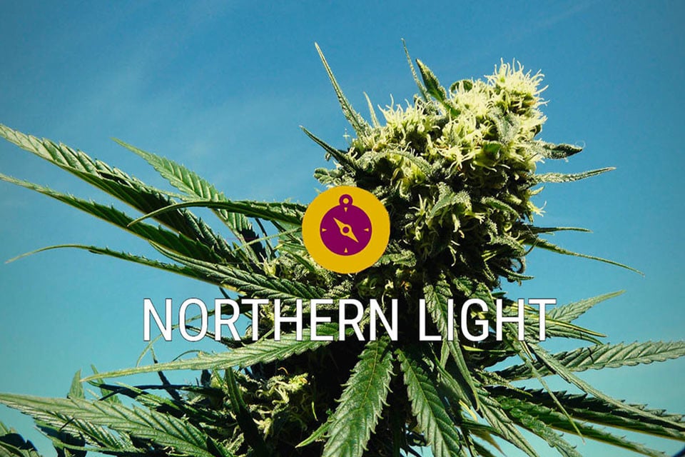 Northern Lights: Ein Cannabisklassiker und eine wahre Indica-Legende