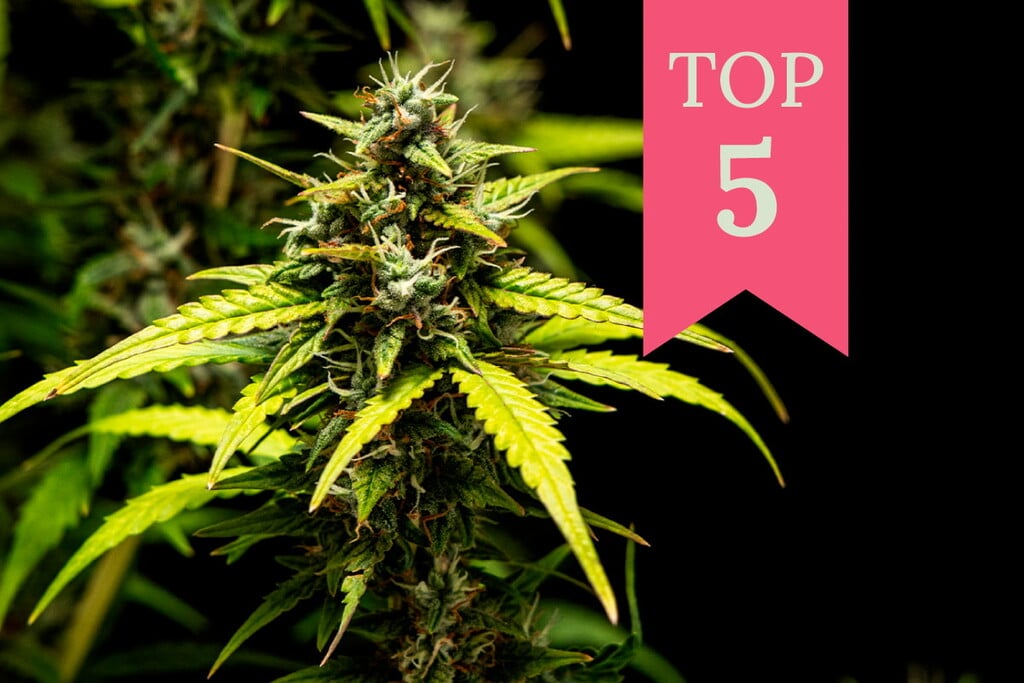 Die Top 5 der energiespendendsten Cannabissorten