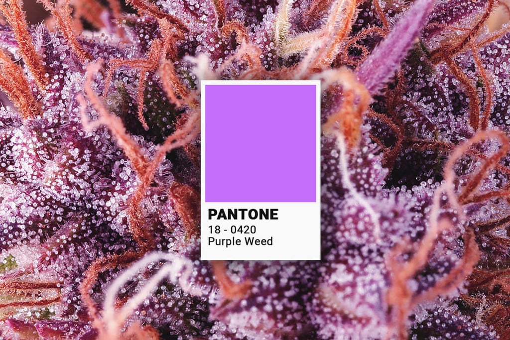 Wie züchtet man purple Cannabis